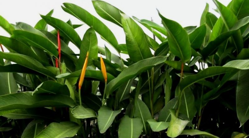 خولنجان - معرفی و خواص گیاهان دارویی